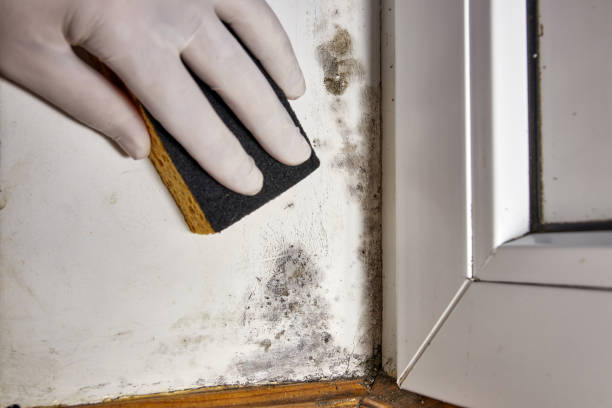 Best Post-Construction Mold Inspection  in Ingram, TX